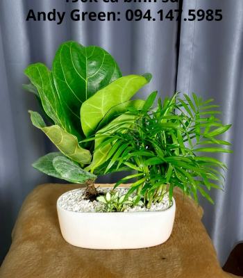 Chậu bàng Sing mix